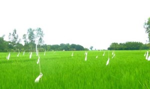 rice-field-ranisonkail-500x296