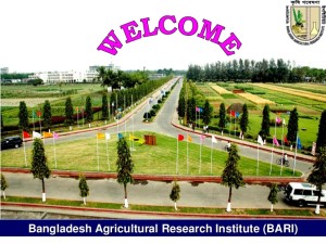s34-maize-improvement-in-bangladesh-1-728