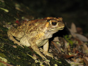 1200px-Bufo_melanosticus_01